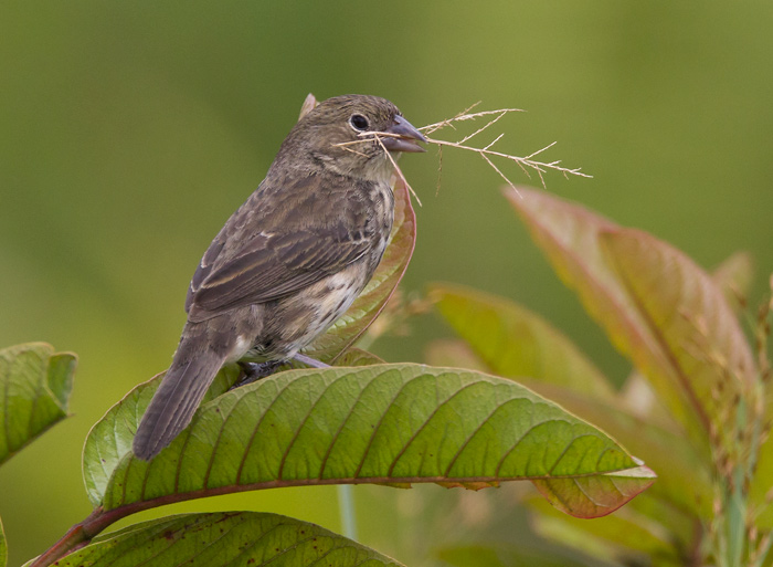 blue-black grassquit (f.)   negrito chirr  Volatinia jacarina