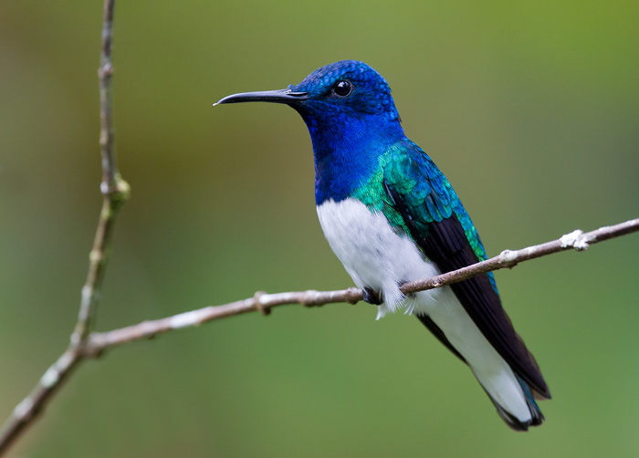 white-necked jacobin  colibr nuquiblanco (Esp)  Florisuga mellivora