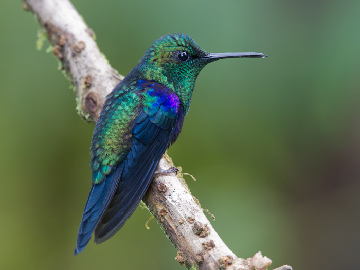 green-crowned woodnymph  zafiro coroniverde (Esp)  Thalurania fannyi