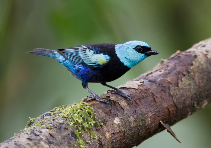 blue-necked tanager  tngara rey (Esp)  Tangara cyanicollis