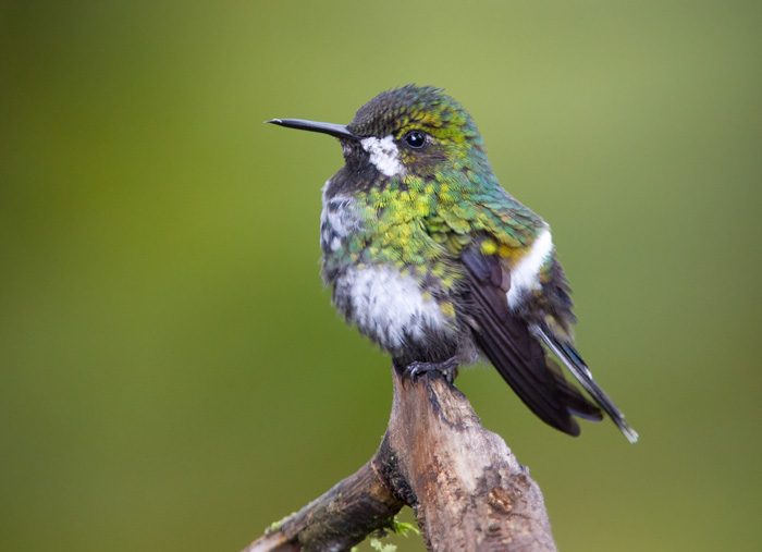 green thorntail  rabudito verde (Esp)  Discosura conversii