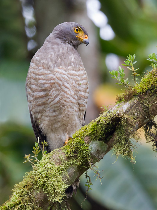 roadside hawk  busardo caminero (Esp)  Buteo magnirostris