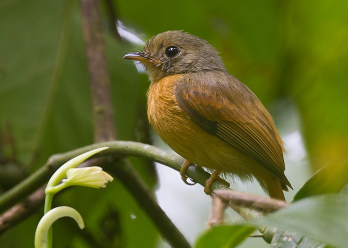 ruddy-tailed flycatcher <br> mosquerito colirrojo (Esp) <br> Terenotriccus erythrurus