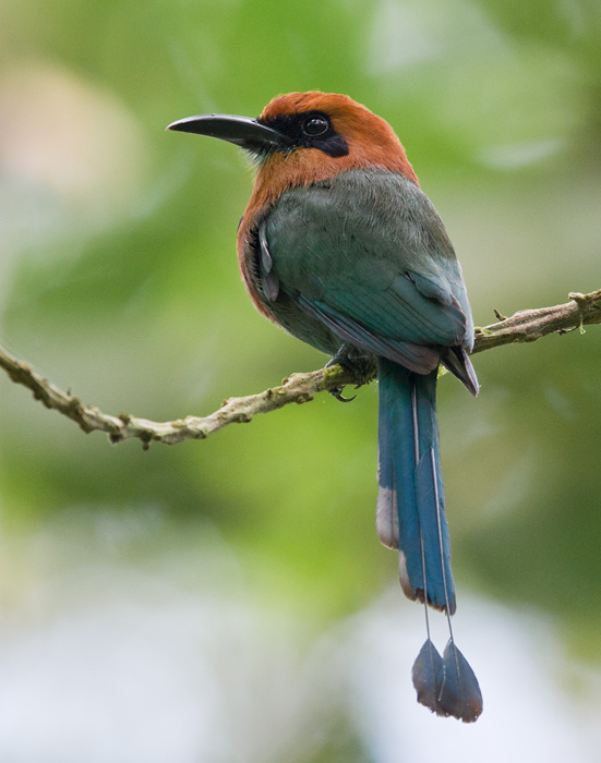 broad-billed motmot  momoto picoancho (Esp)  Electron platyrhynchum