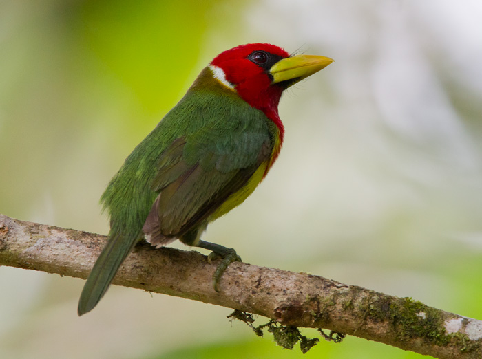 red-headed barbet  cabezn cabecirrojo (Esp)  Eubucco bourcierii