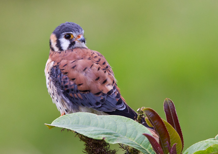 american kestrel  cerncalo americano (Esp)  Falco sparverius