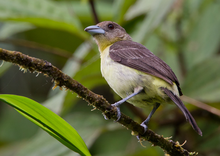 lemon-rumped tanager (f.)  sangre de toro toche  Ramphocelus icteronotus