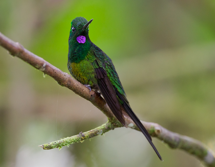 empress brilliant (male)  brillante emperador  Heliodoxa imperatrix