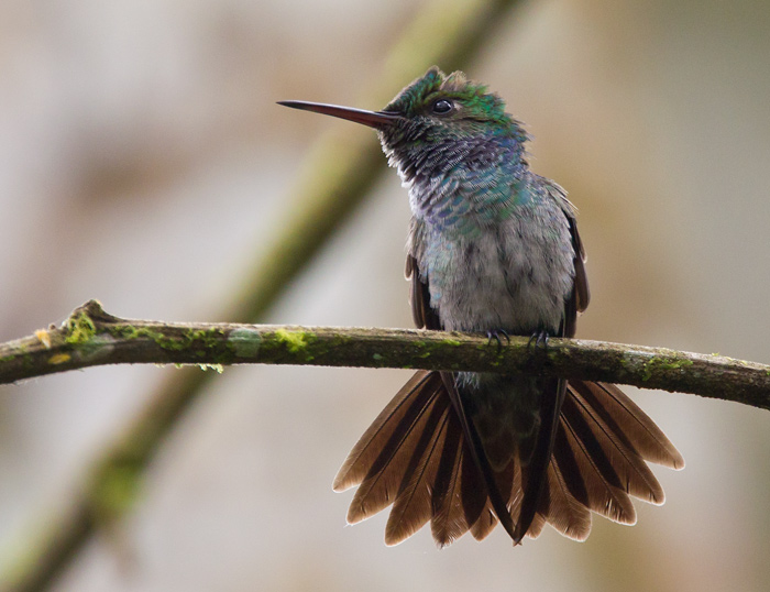 blue-chested hummingbird <br> diamante de collar azul (Esp) <br> Amazilia amabilis