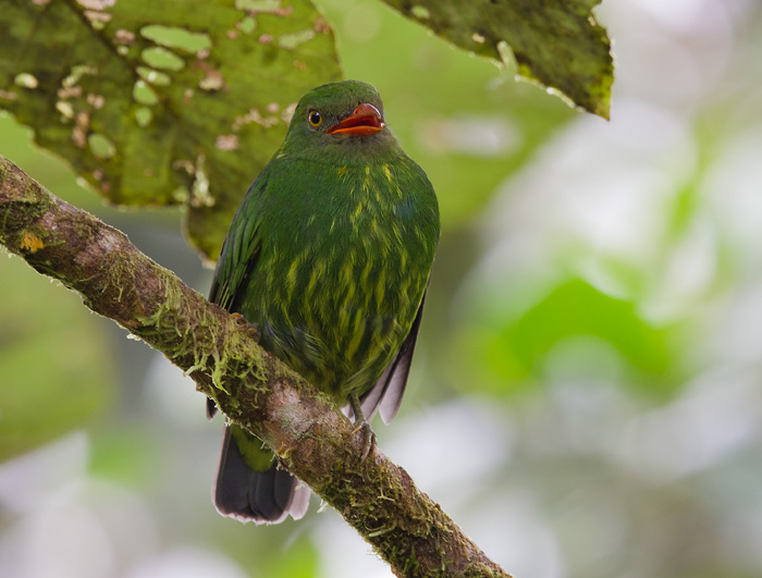 orange-breasted fruiteater (f.)  frutero pechinaranja (Esp)  Pipreola jucunda