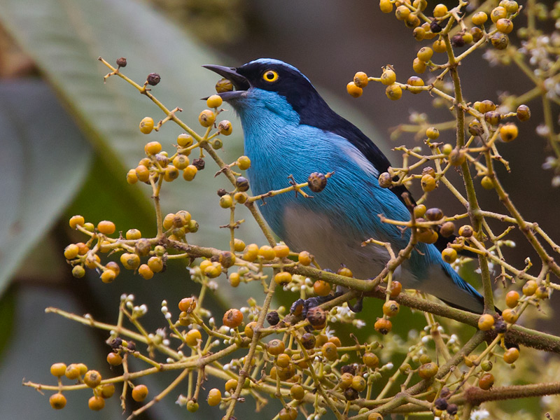 black-faced dacnis <br> Dacnis lineata