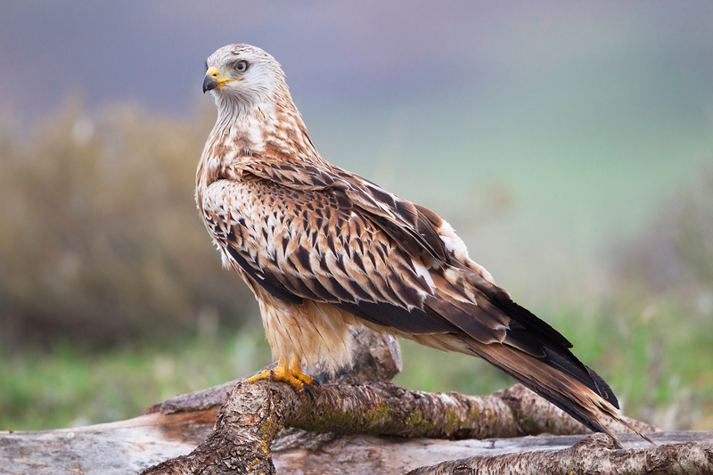 red kite  milano real  Milvus milvus