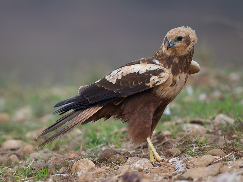 eurasian marsh harrier  Circus aeruginosus