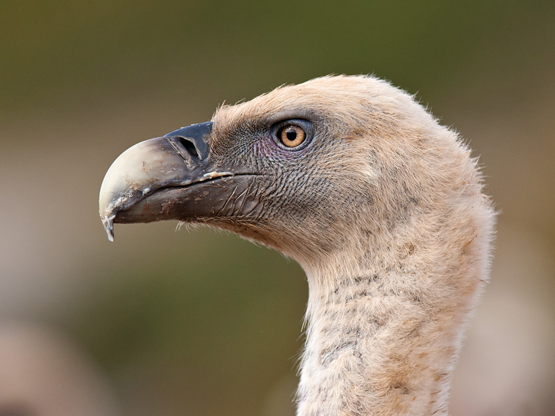 griffon vulture  buitre leonado  Gyps fulvus