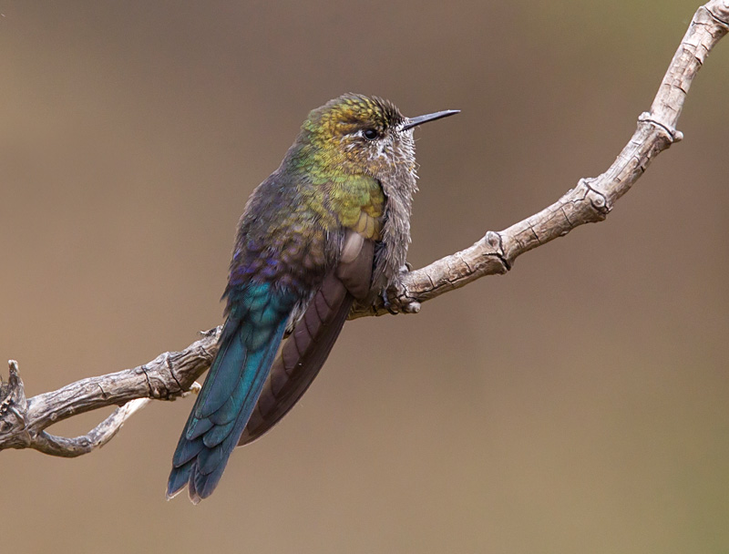 blue-mantled thornbill <br> Chalcostigma stanleyi