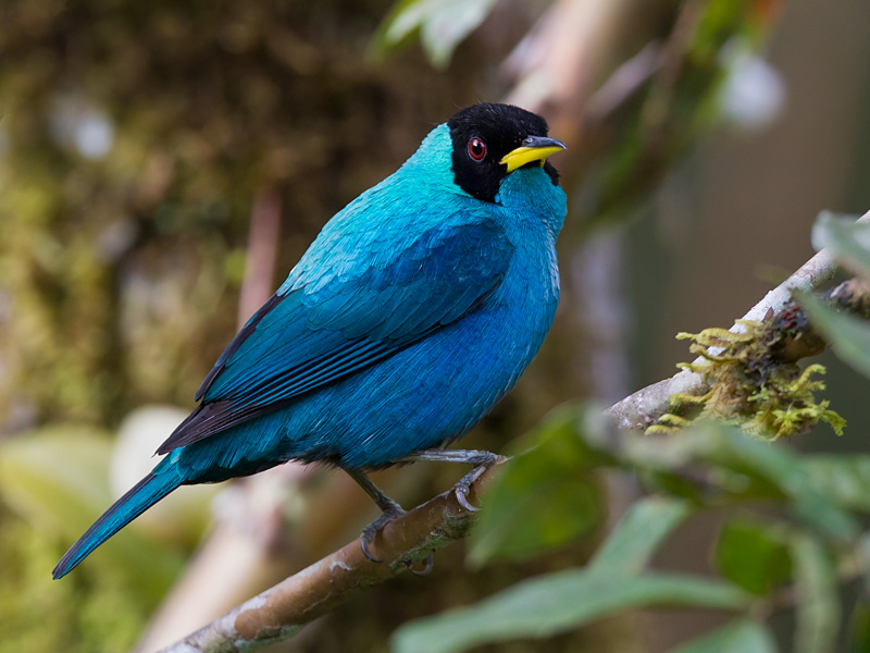 green honeycreeper (m.) <br> Chlorophanes spiza