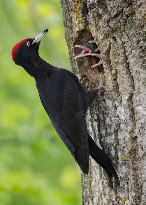 black woodpecker  zwarte specht (NL) svartspett (N)  Dryocopus martius