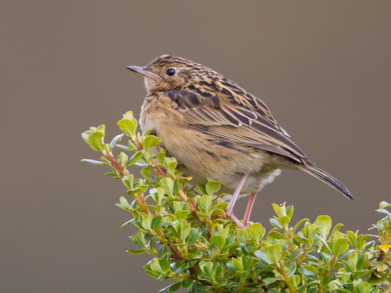 paramo pipit  Anthus bogotensis