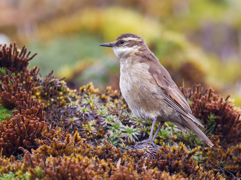 bar-winged cinclodes  Cinclodes fuscus