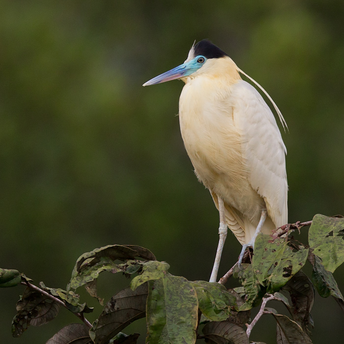 capped heron  Pilherodius pileatus