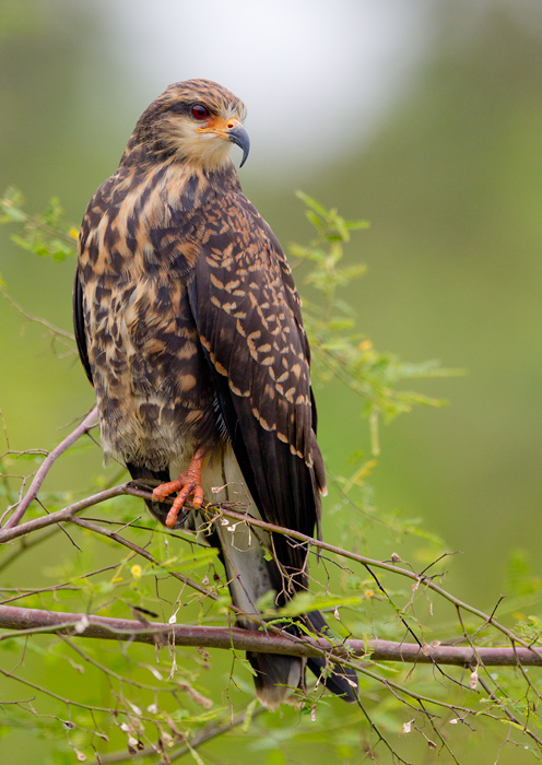 snail kite  Rostrhamus sociabilis