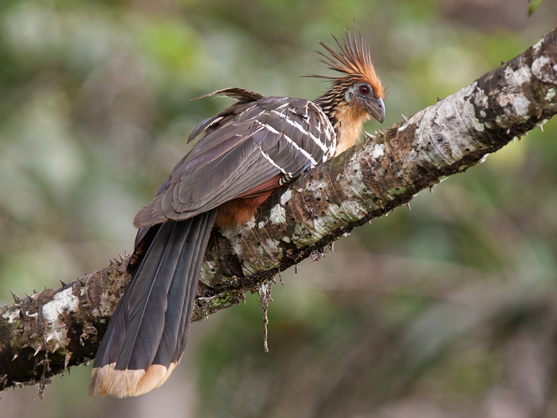 hoatzin  Opisthocomus hoazin