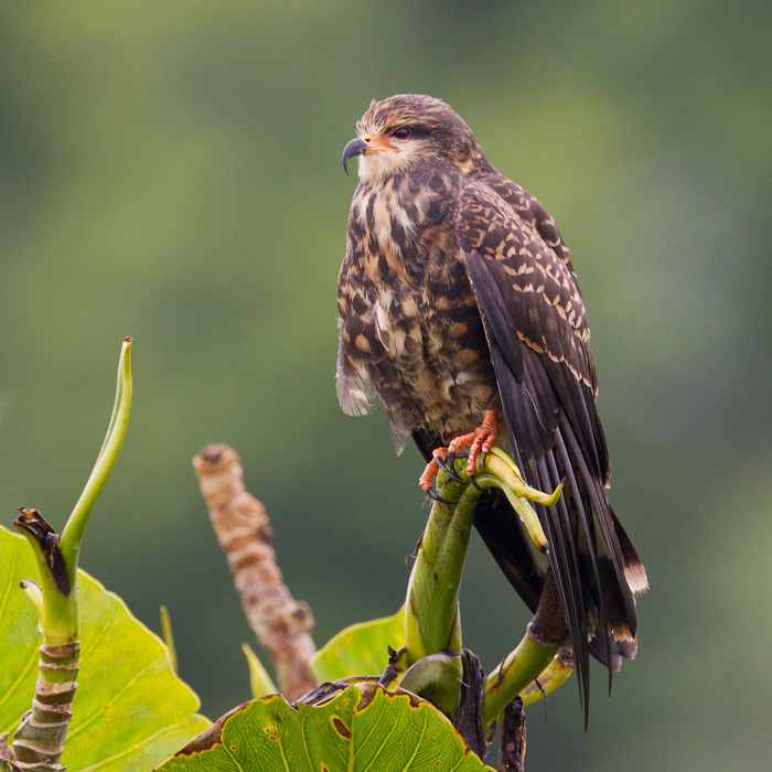 snail kite  Rostrhamus sociabilis