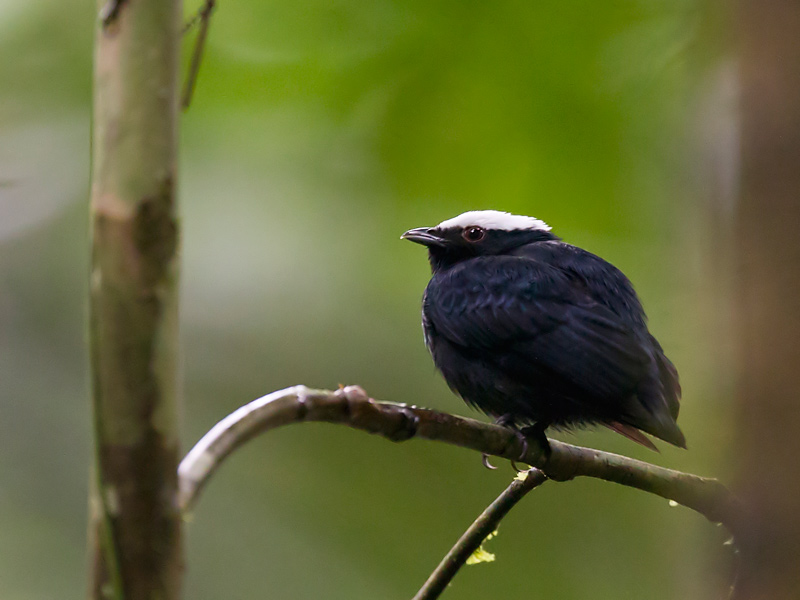 white-crowned manakin  Dixiphia pipra