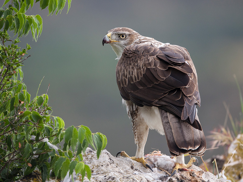 Bonelli's eagle  Hieraaetus fasciatus