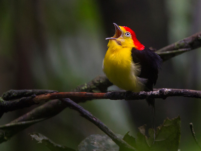 wire-tailed manakin  Pipra filicauda