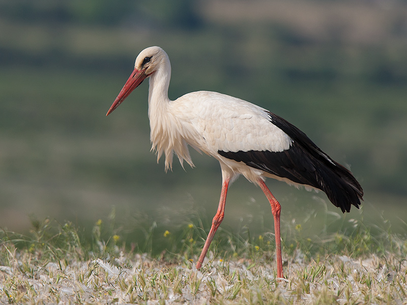white stork  Ciconia ciconia