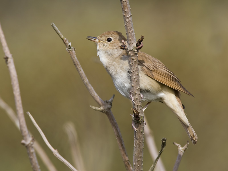 common nightingale  nachtegaal  Luscinia megarhynchos