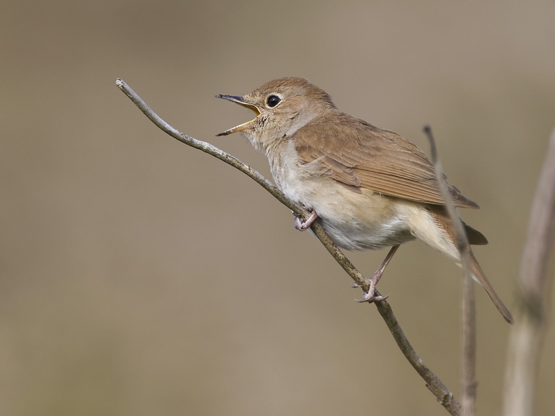 common nightingale  nachtegaal  Luscinia megarhynchos