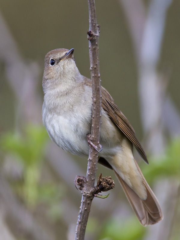 common nightingale  nachtegaal  Luscinia megarhynchos