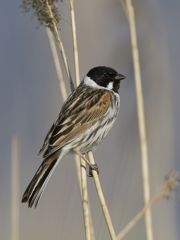 reed bunting  rietgors  Emberiza schoeniclus