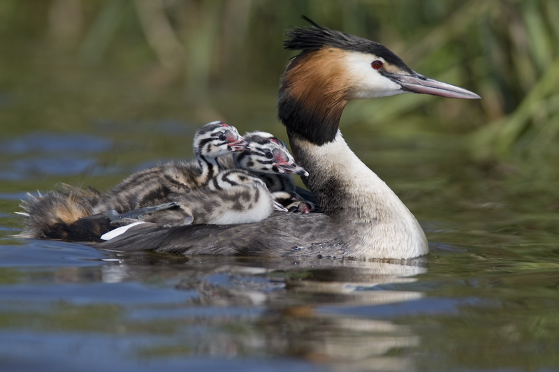 great crested grebe  fuut  Podiceps cristatus