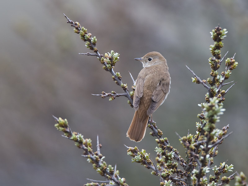 common nightingale <br> nachtegaal <br> Luscinia megarhynchos