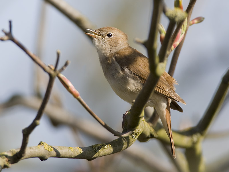 common nightingale  nachtegaal  Luscinia megarhynchos