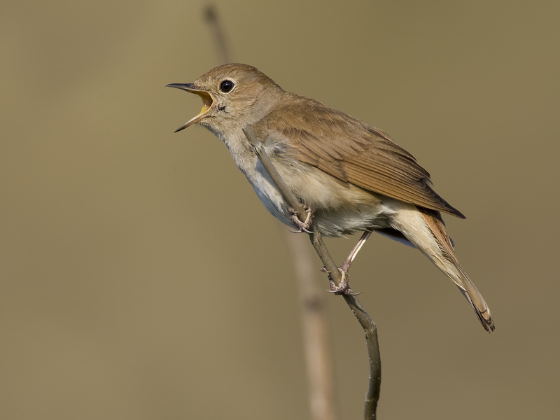 common nightingale  nachtegaal  Luscinia megarhynchos