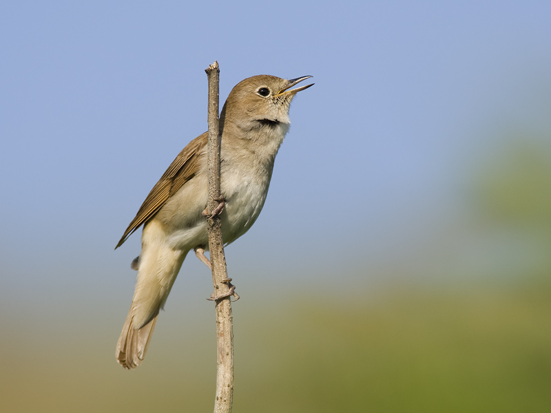 common nightingale <br> nachtegaal <br> Luscinia megarhynchos