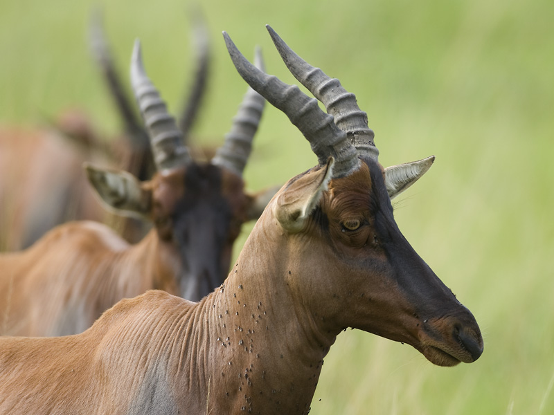 topi  Damaliscus lunatus jimela