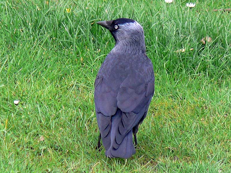 Blackbird
