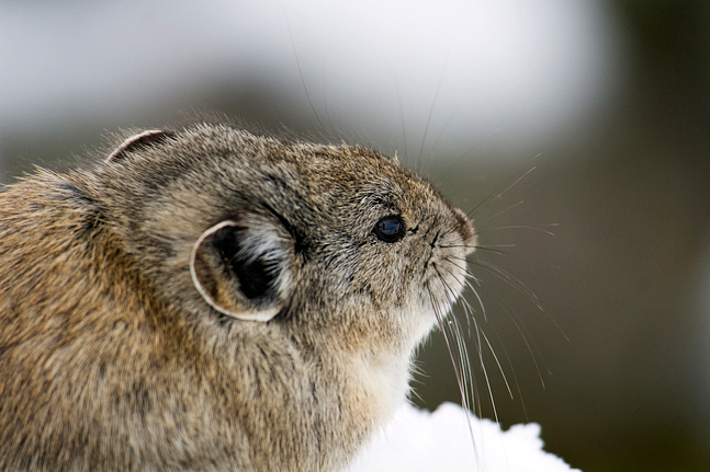 Pika