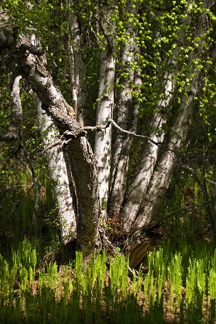 Nancy Lake Tree