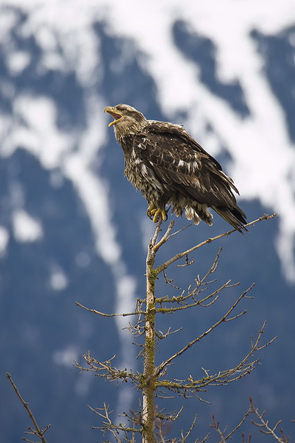 Bald Eagle Photos Of Alaska
