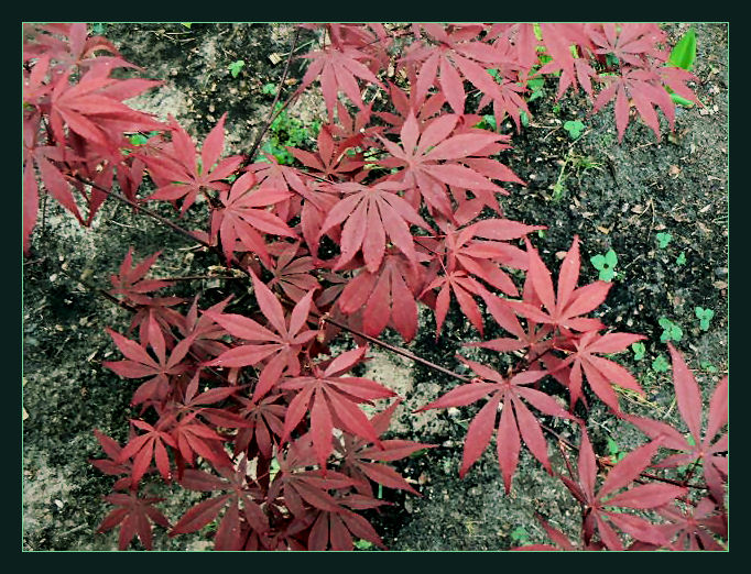 Maple 