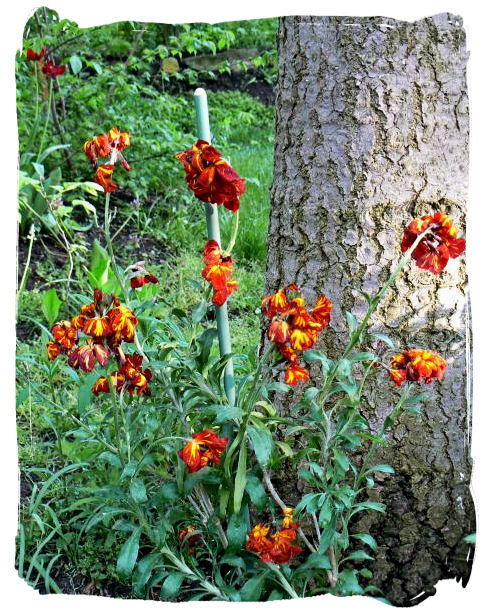 Wallflower 