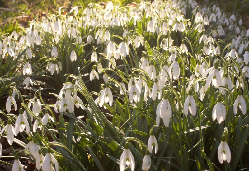 Snowdrops Blog.jpg