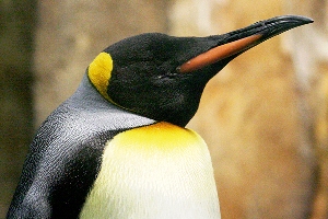 King Penguin