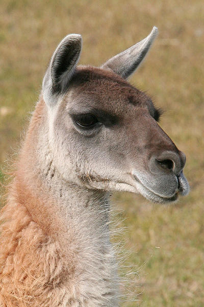 Guanaco
